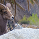 Illustration for article titled Found: California’s Lost Bighorn Sheep